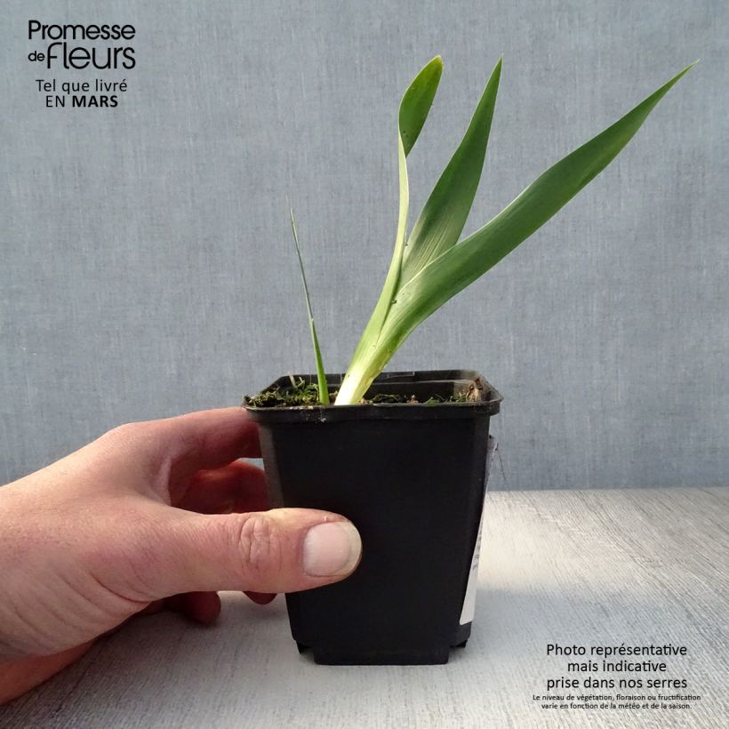 Exemplar von Iris Rouge de Plaisir - Schwertlilie Rhizom, Kaliber 10/15, Extraqualität wie im Frühjahr geliefert