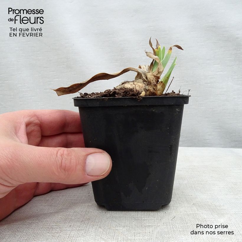 Exemplar von Iris Shah Jehan - Schwertlilie Kleine Töpfe von 8/9 cm wie im Winter geliefert