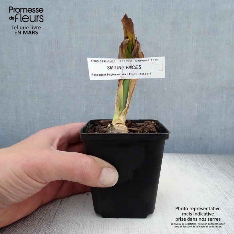 Exemplar von Iris Smiling Faces - Schwertlilie Kleine Töpfe von 8/9 cm wie im Frühjahr geliefert