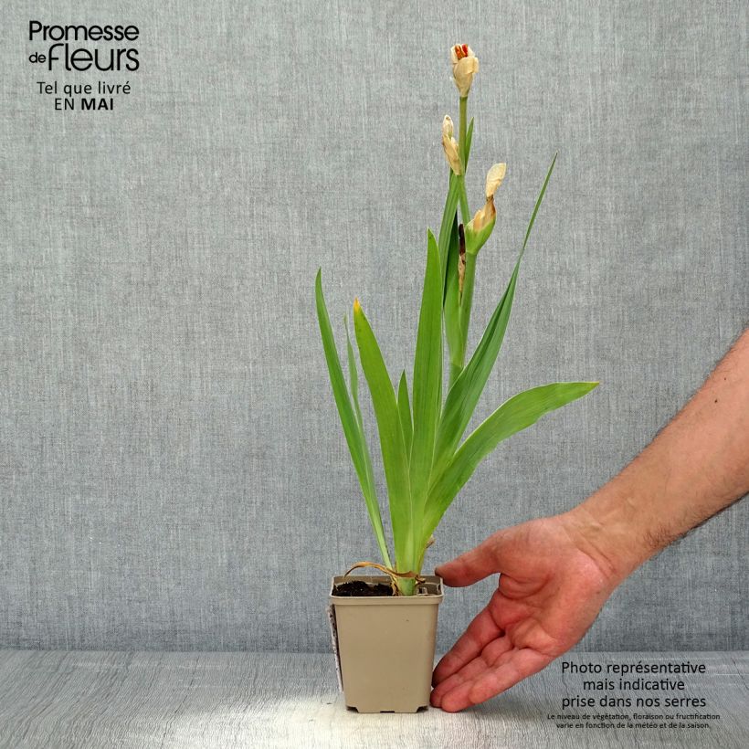 Exemplar von Iris Sorbet Fraise - Schwertlilie Kleine Töpfe von 8/9 cm wie im Frühjahr geliefert