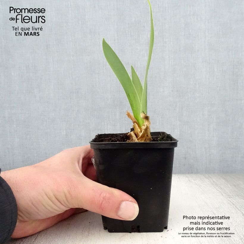 Exemplar von Iris Sorcellerie - Schwertlilie Kleine Töpfe von 8/9 cm wie im Frühjahr geliefert