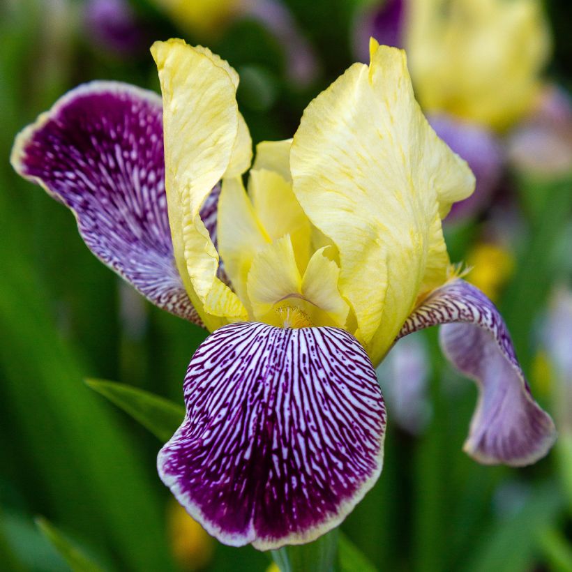Iris Stellata - Schwertlilie (Blüte)