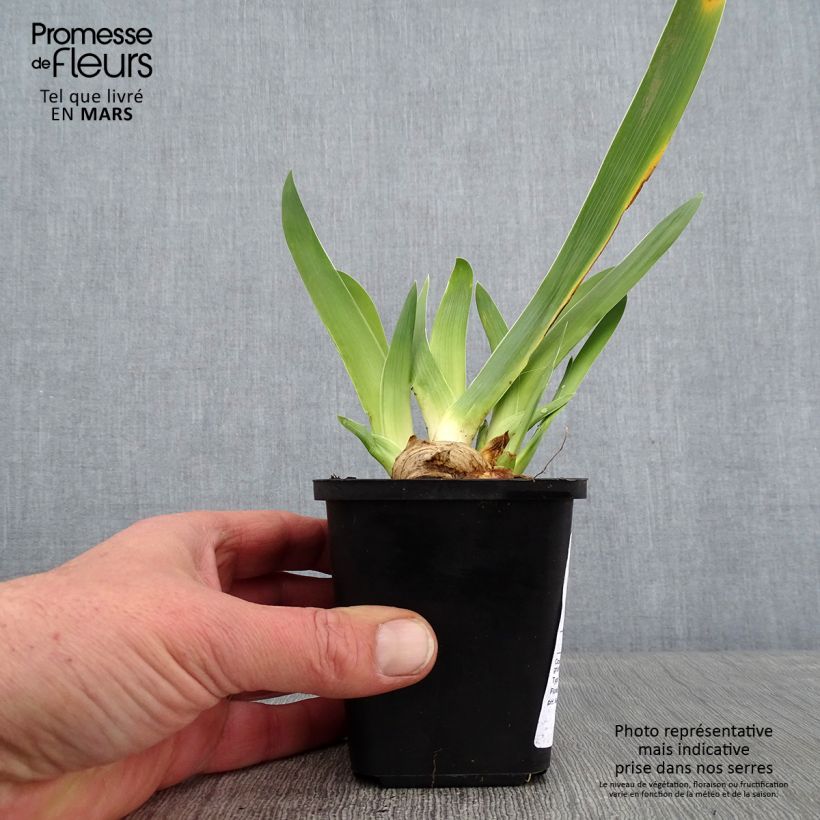 Exemplar von Iris Sur la plage - Schwertlilie Kleine Töpfe von 8/9 cm wie im Winter geliefert