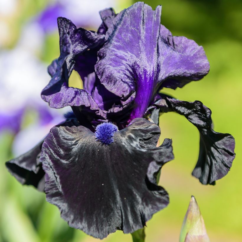 Iris Tuxedo - Schwertlilie (Blüte)