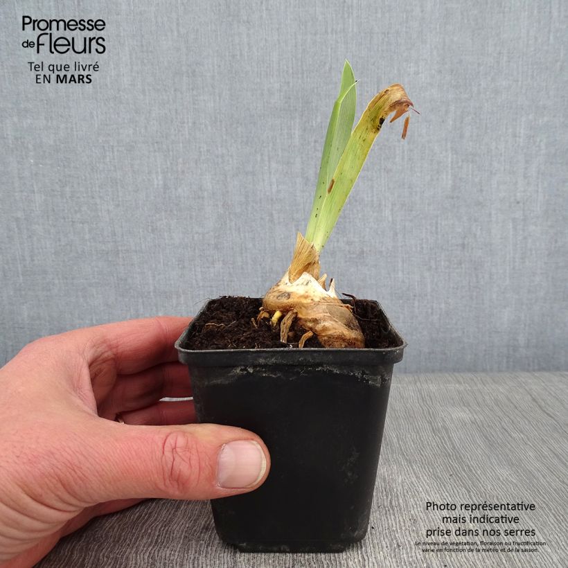 Exemplar von Iris Virgule - Schwertlilie Kleine Töpfe von 8/9 cm wie im Winter geliefert