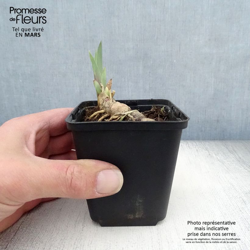 Exemplar von Iris Vitafire - Schwertlilie Kleine Töpfe von 8/9 cm wie im Frühjahr geliefert