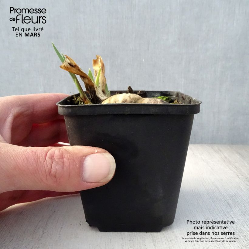 Exemplar von Iris Wabash - Schwertlilie Kleine Töpfe von 8/9 cm wie im Frühjahr geliefert