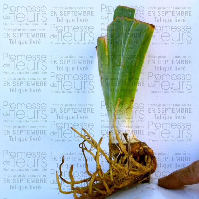 Beispiel eines Exemplars von Iris Wild Frontier - Schwertlilie Kleine Töpfe von 8/9 cm wie geliefert