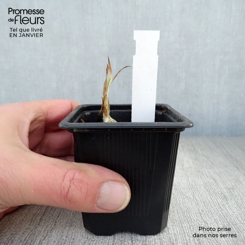 Exemplar von Iris pallida Variegata - Bleiche Schwertlilie Kleine Töpfe von 8/9 cm wie im Winter geliefert