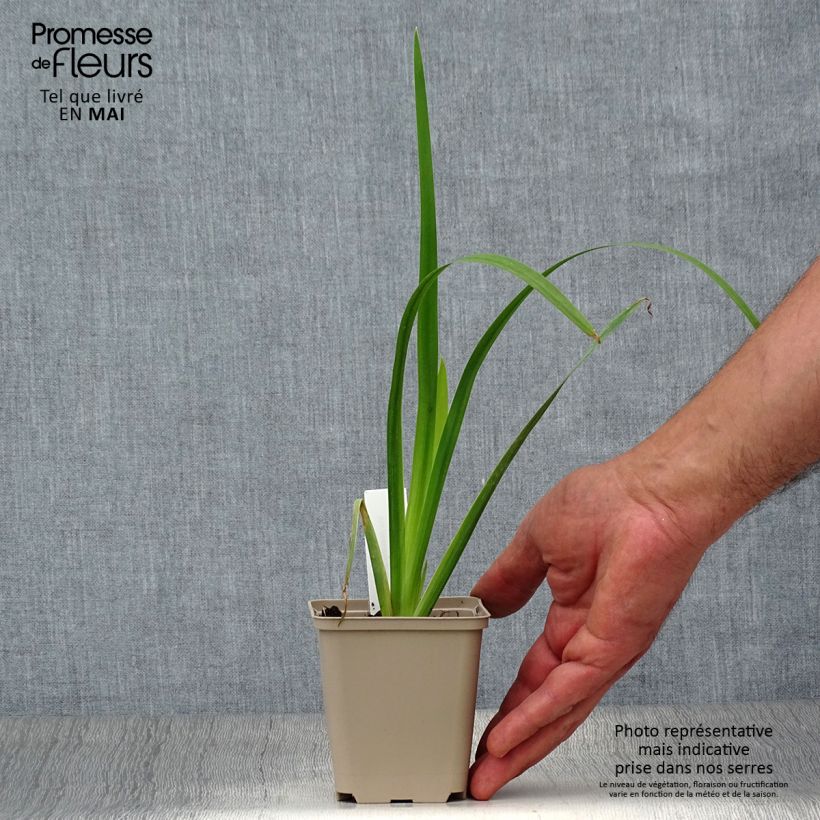 Exemplar von Iris pseudacorus Creme de la Creme - Gelbe Sumpf-Schwertlilie Kleine Töpfe von 8/9 cm wie im Frühjahr geliefert