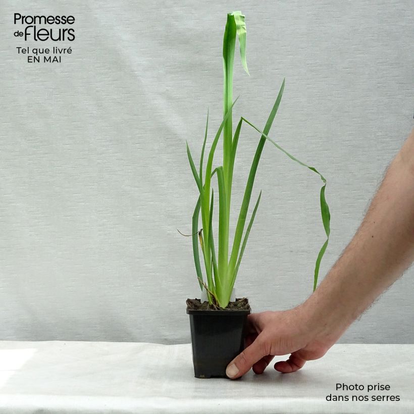 Exemplar von Iris pseudacorus - Gelbe Sumpf-Schwertlilie Kleine Töpfe von 8/9 cm wie im Frühjahr geliefert