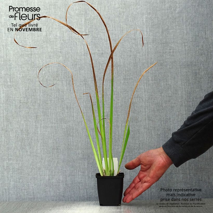 Exemplar von Iris pseudacorus - Gelbe Sumpf-Schwertlilie Kleine Töpfe von 8/9 cm wie im Herbst geliefert