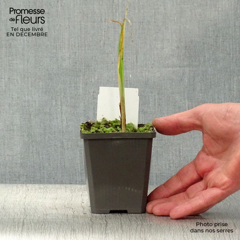 Exemplar von Iris pseudacorus - Gelbe Sumpf-Schwertlilie Kleine Töpfe von 8/9 cm wie im Winter geliefert