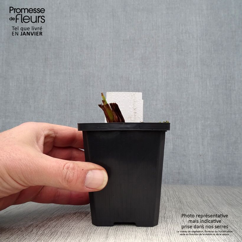 Exemplar von Iris pseudacorus Plena - Gelbe Sumpf-Schwertlilie Kleine Töpfe von 8/9 cm wie im Winter geliefert