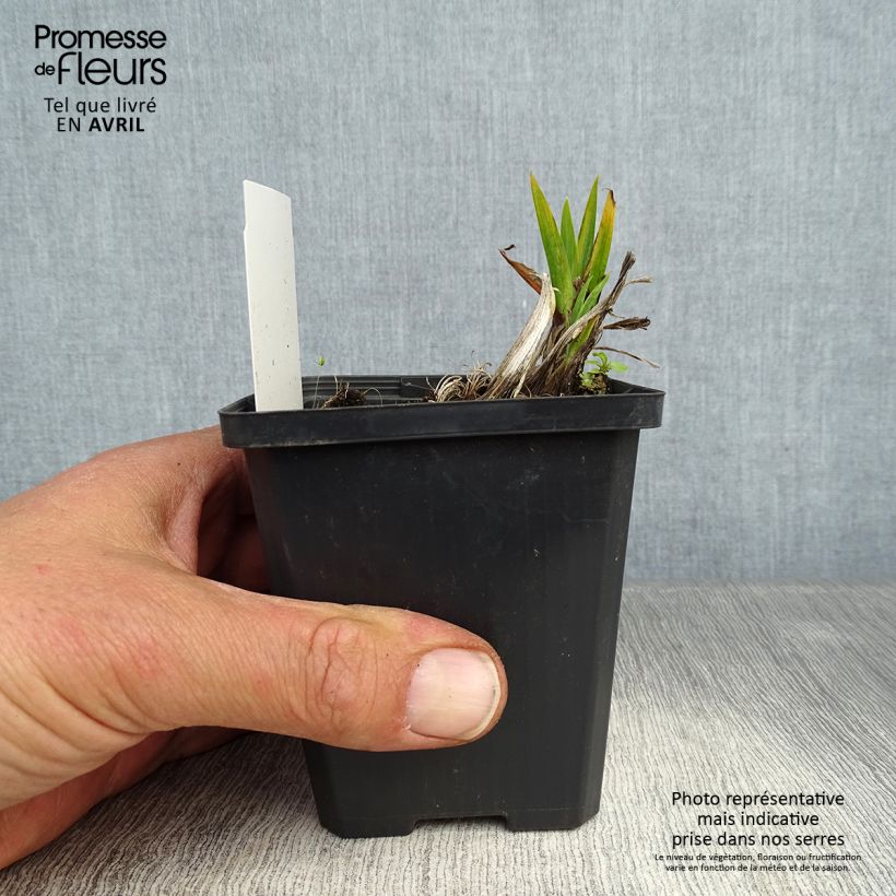 Exemplar von Iris pseudacorus Plena - Gelbe Sumpf-Schwertlilie Kleine Töpfe von 8/9 cm wie im Frühjahr geliefert