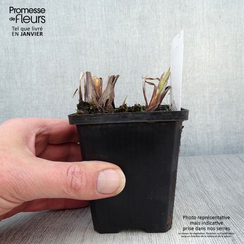 Exemplar von Iris pseudacorus var. bastardii - Gelbe Sumpf-Schwertlilie Kleine Töpfe von 8/9 cm wie im Winter geliefert