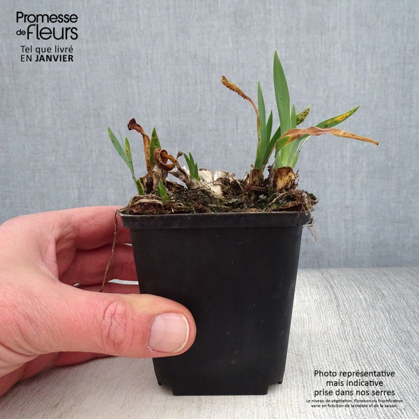 Exemplar von Iris pumila Brannigan - Kleine Schwertlilie Kleine Töpfe von 8/9 cm wie im Winter geliefert
