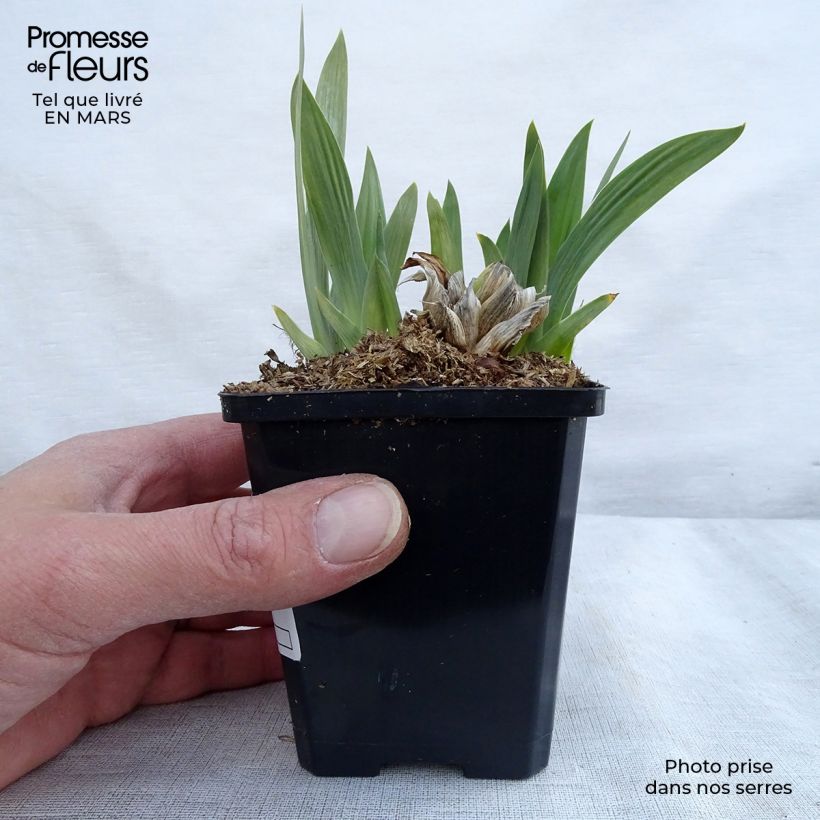 Exemplar von Iris pumila Bright White - Kleine Schwertlilie Kleine Töpfe von 8/9 cm wie im Winter geliefert