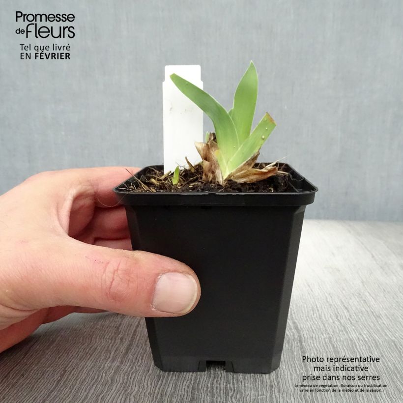 Exemplar von Iris pumila Cherry Garden - Kleine Schwertlilie Kleine Töpfe von 8/9 cm wie im Winter geliefert