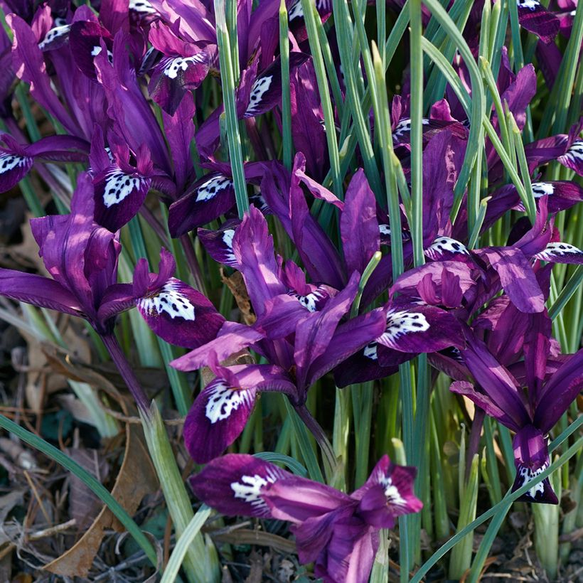 Iris reticulata Pauline - Netzblatt-Schwertlilie (Hafen)