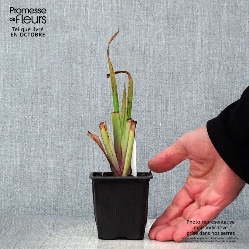 Exemplar von Iris robusta Dark Aura - Sumpf-Schwertlilie Kleine Töpfe von 8/9 cm wie im Herbst geliefert