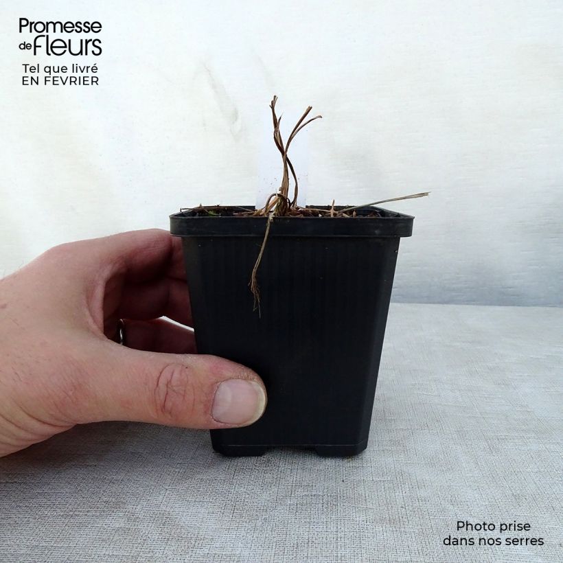 Exemplar von Iris setosa - Borsten-Schwertlilie Kleine Töpfe von 8/9 cm wie im Winter geliefert