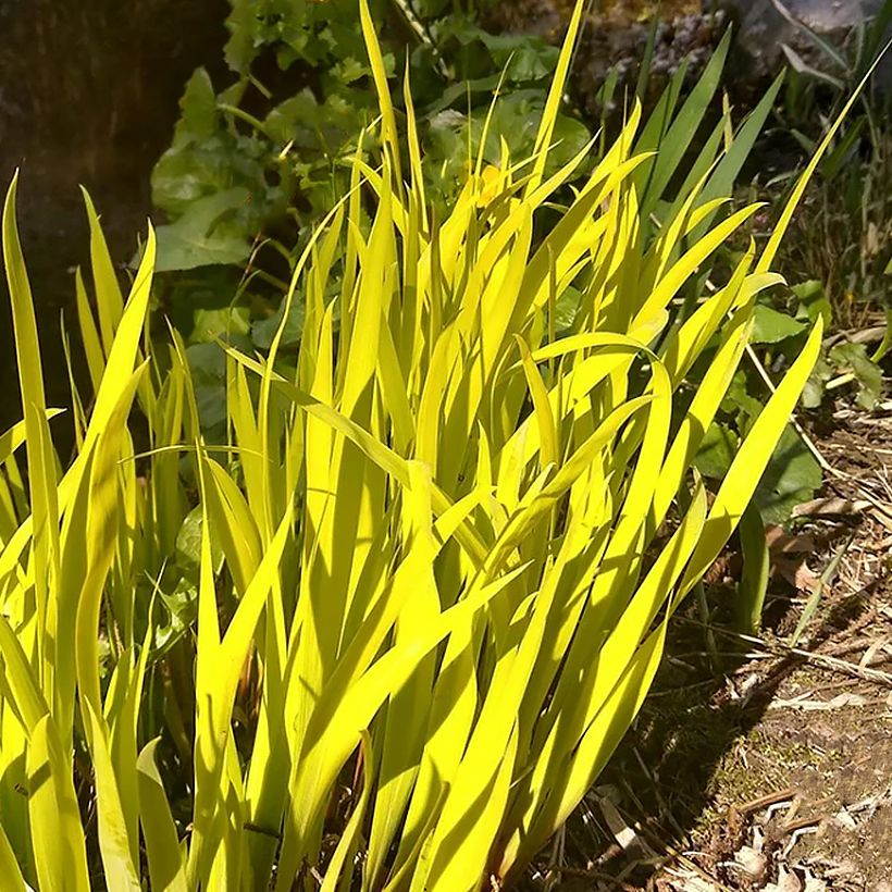 Iris sibirica Fran's gold - Sibirische Schwertlilie (Laub)