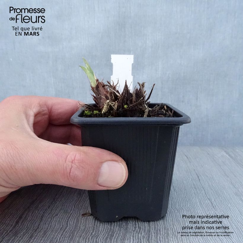 Exemplar von Iris sibirica Concord Crush - Sibirische Schwertlilie Kleine Töpfe von 8/9 cm wie im Frühjahr geliefert