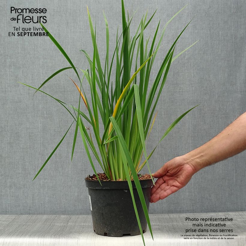 Exemplar von Iris sibirica Fran's gold - Sibirische Schwertlilie Topf mit 2L/3L wie im Herbst geliefert