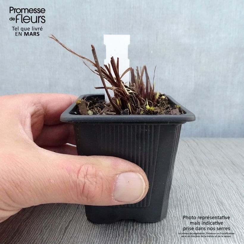 Exemplar von Iris sibirica Not Quite White - Sibirische Schwertlilie Kleine Töpfe von 8/9 cm wie im Frühjahr geliefert