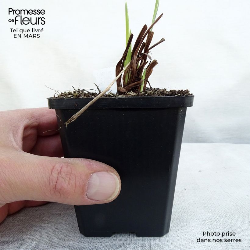 Exemplar von Iris sibirica Perry's Blue - Sibirische Schwertlilie Kleine Töpfe von 8/9 cm wie im Winter geliefert