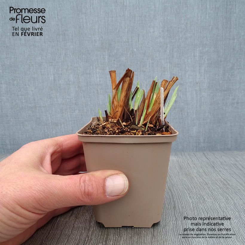 Exemplar von Iris sibirica Persimmon - Sibirische Schwertlilie Kleine Töpfe von 8/9 cm wie im Winter geliefert