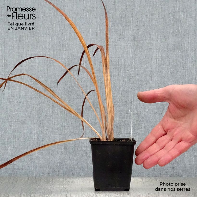 Exemplar von Iris sibirica Snow Queen - Sibirische Schwertlilie Kleine Töpfe von 8/9 cm wie im Winter geliefert