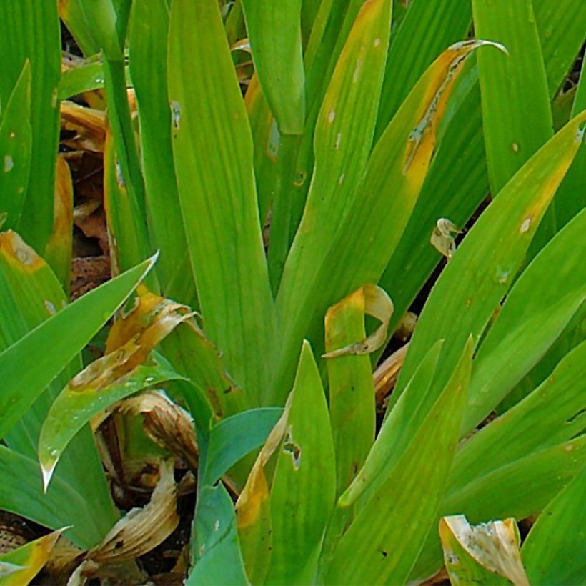 Iris tectorum - Dach-Schwertlilie (Laub)