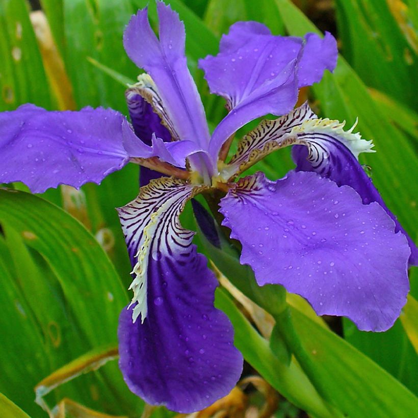 Iris tectorum - Dach-Schwertlilie (Blüte)
