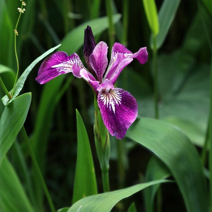 Iris versicolor Berlin Versilaev - Schillernde Schwertlilie (Hafen)