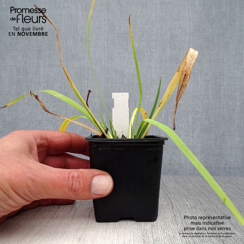 Exemplar von Iris versicolor - Schillernde Schwertlilie Kleine Töpfe von 8/9 cm wie im Herbst geliefert