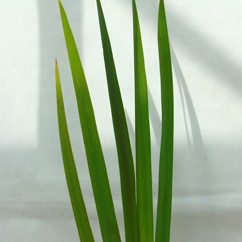 Iris versicolor Kermesina - Schillernde Schwertlilie (Laub)