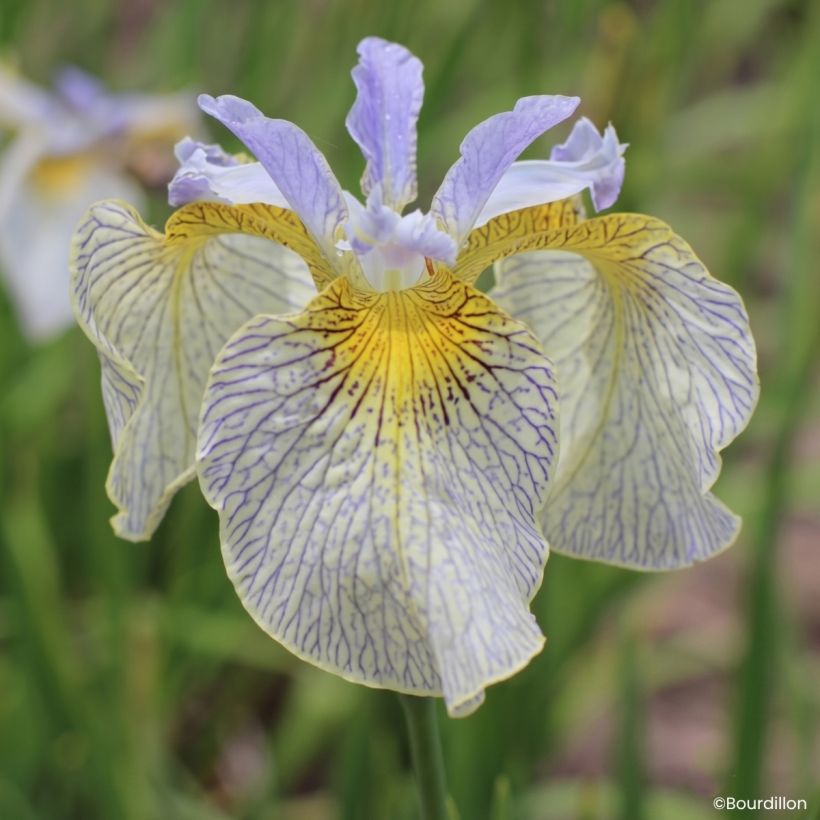 Iris Ally Oops - Teich-Schwertlilie (Blüte)