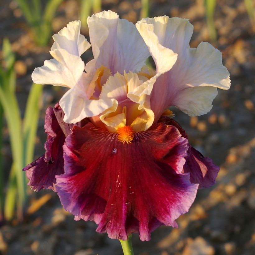 Iris Dance Hall Dandy - Schwertlilie (Blüte)