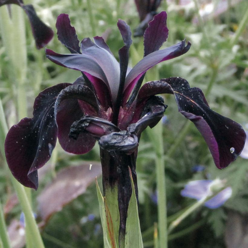 Iris chrysographes Black Knight - Goldstreifen-Schwertlilie (Blüte)