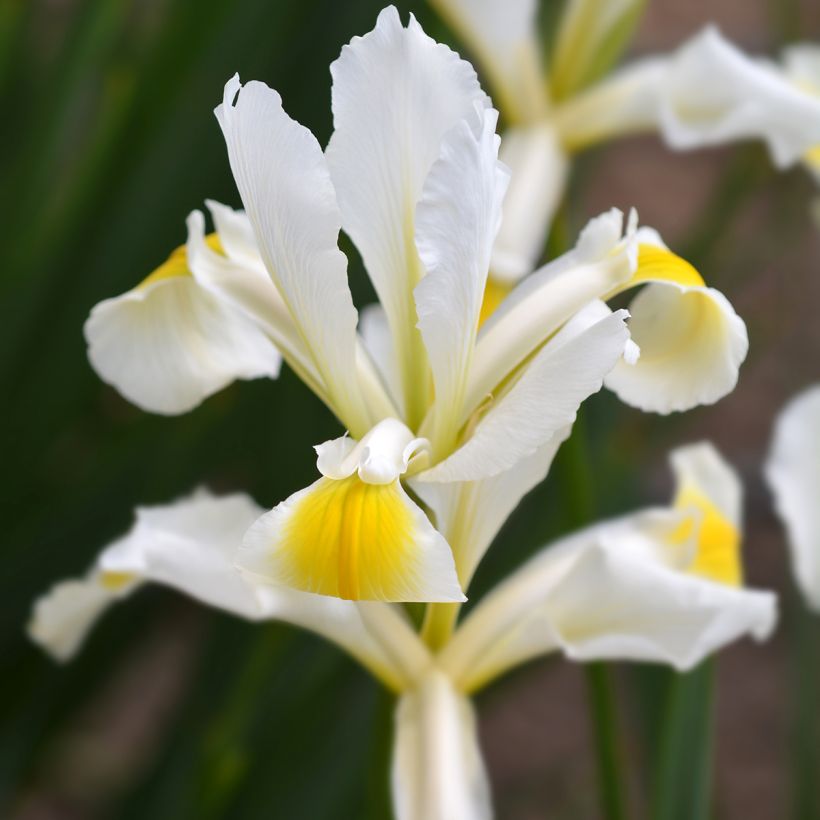 Iris ochroleuca (orientalis) - Orientalische Schwertlilie (Blüte)