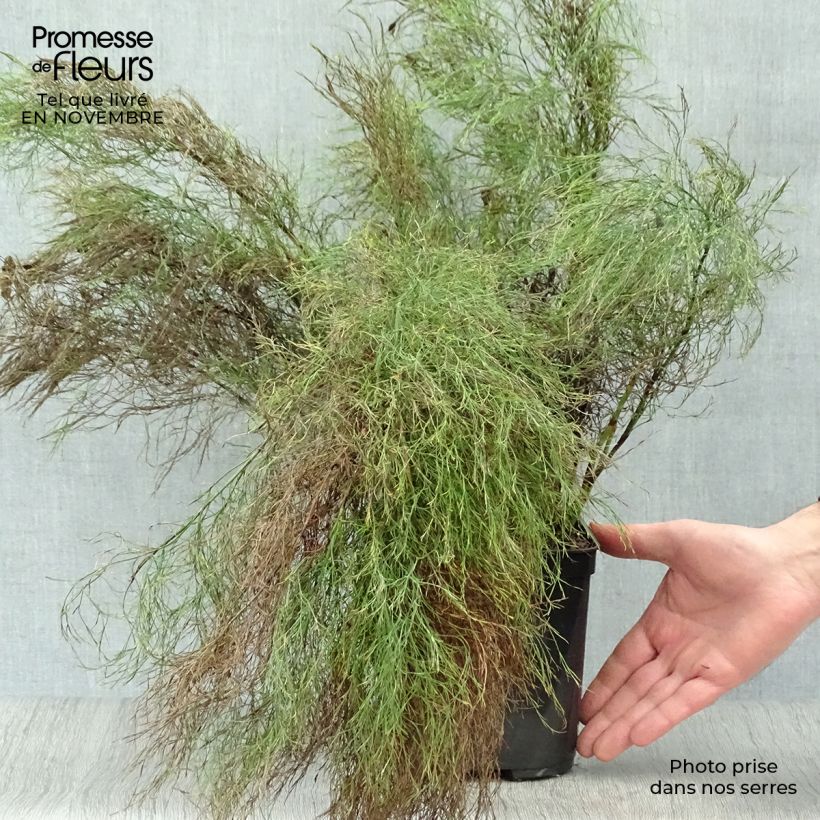 Exemplar von Ischyrolepis subverticillata - Restio Topf mit 2L/3L wie im Herbst geliefert