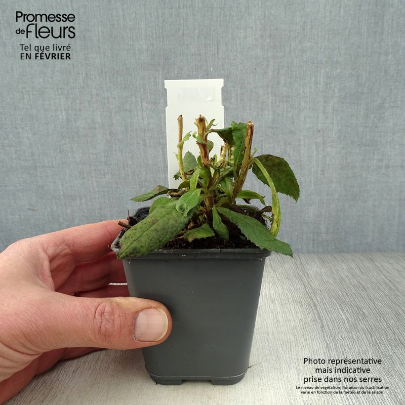 Exemplar von Isoplexis isabelliana Bella - Kanarischer Fingerhut Kleine Töpfe von 8/9 cm wie im Winter geliefert