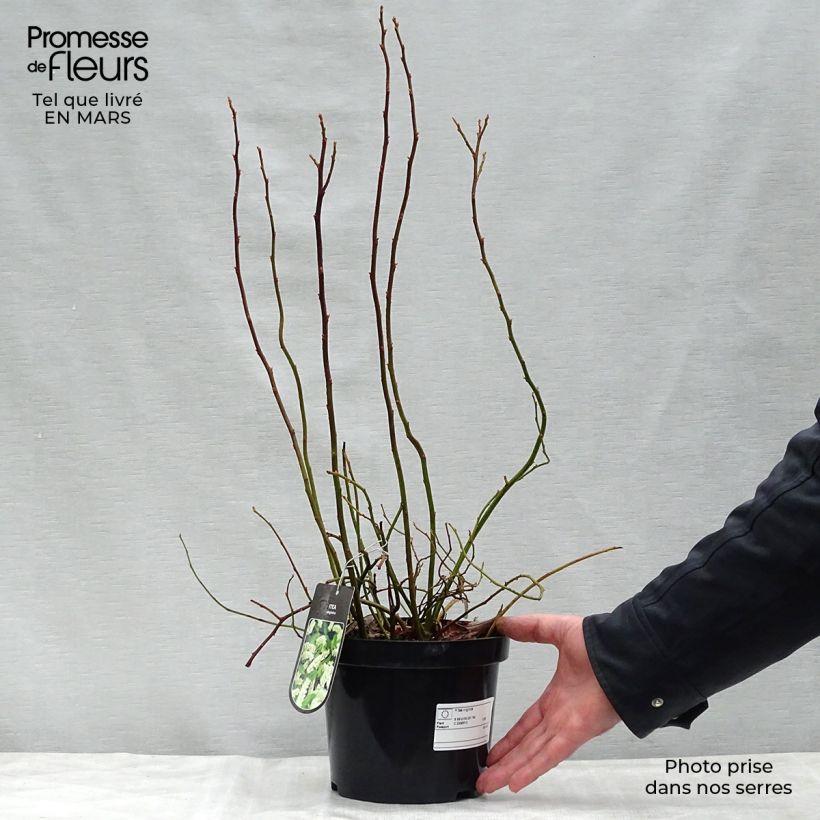 Exemplar von Itea virginica - Viriginische Rosmarinweide Topf mit 3L/4L wie im Frühjahr geliefert