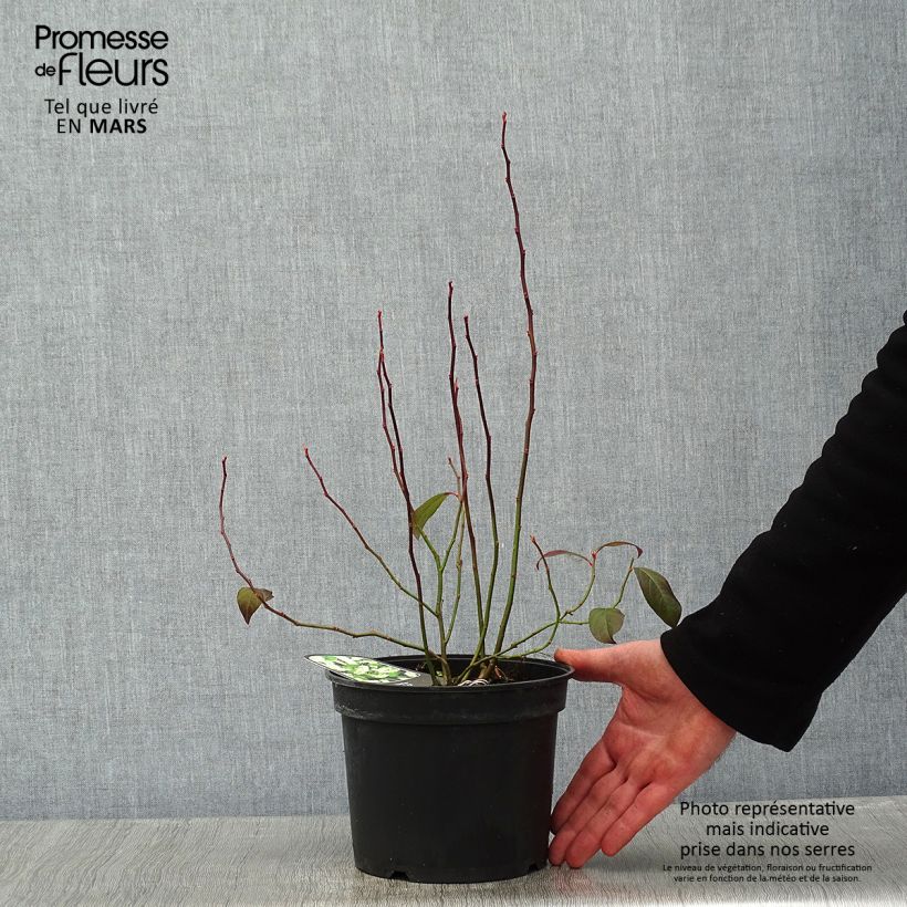 Exemplar von Itea virginica - Viriginische Rosmarinweide Topf mit 3L/4L wie im Winter geliefert