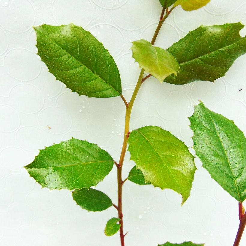 Itea ilicifolia - Stechpalmenblättrige Rosmarinweide (Laub)