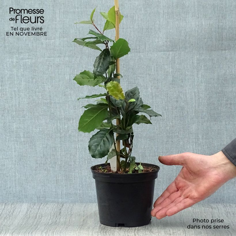 Exemplar von Itea ilicifolia - Stechpalmenblättrige Rosmarinweide Topf mit 2L/3L wie im Herbst geliefert