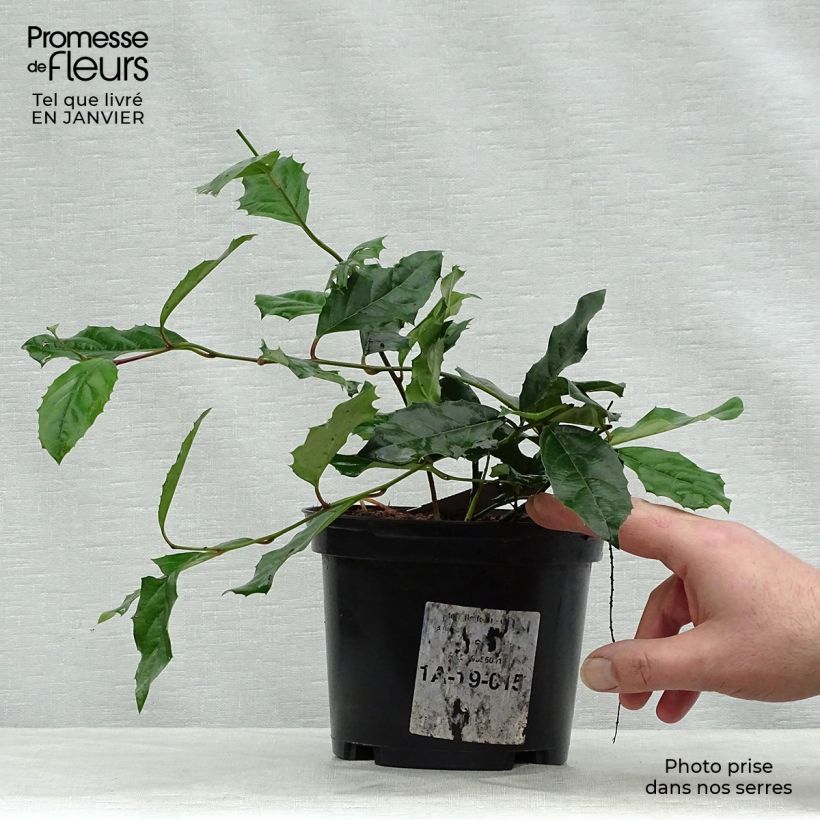 Exemplar von Itea ilicifolia - Stechpalmenblättrige Rosmarinweide Topf mit 2L/3L wie im Winter geliefert