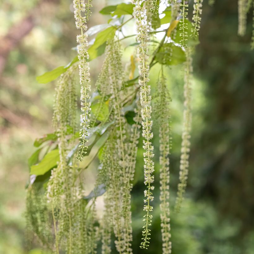 Itea ilicifolia - Stechpalmenblättrige Rosmarinweide (Blüte)
